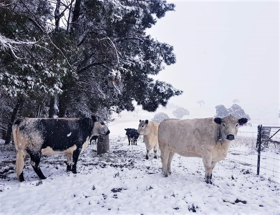 SweetProAus's tweet image. It doesn't get much colder than waking up to snow in your paddock! Thanks 8 Mile Speckle Park for this great photo of their SweetPro fed cows during last week's snowfall in Central Western NSW.