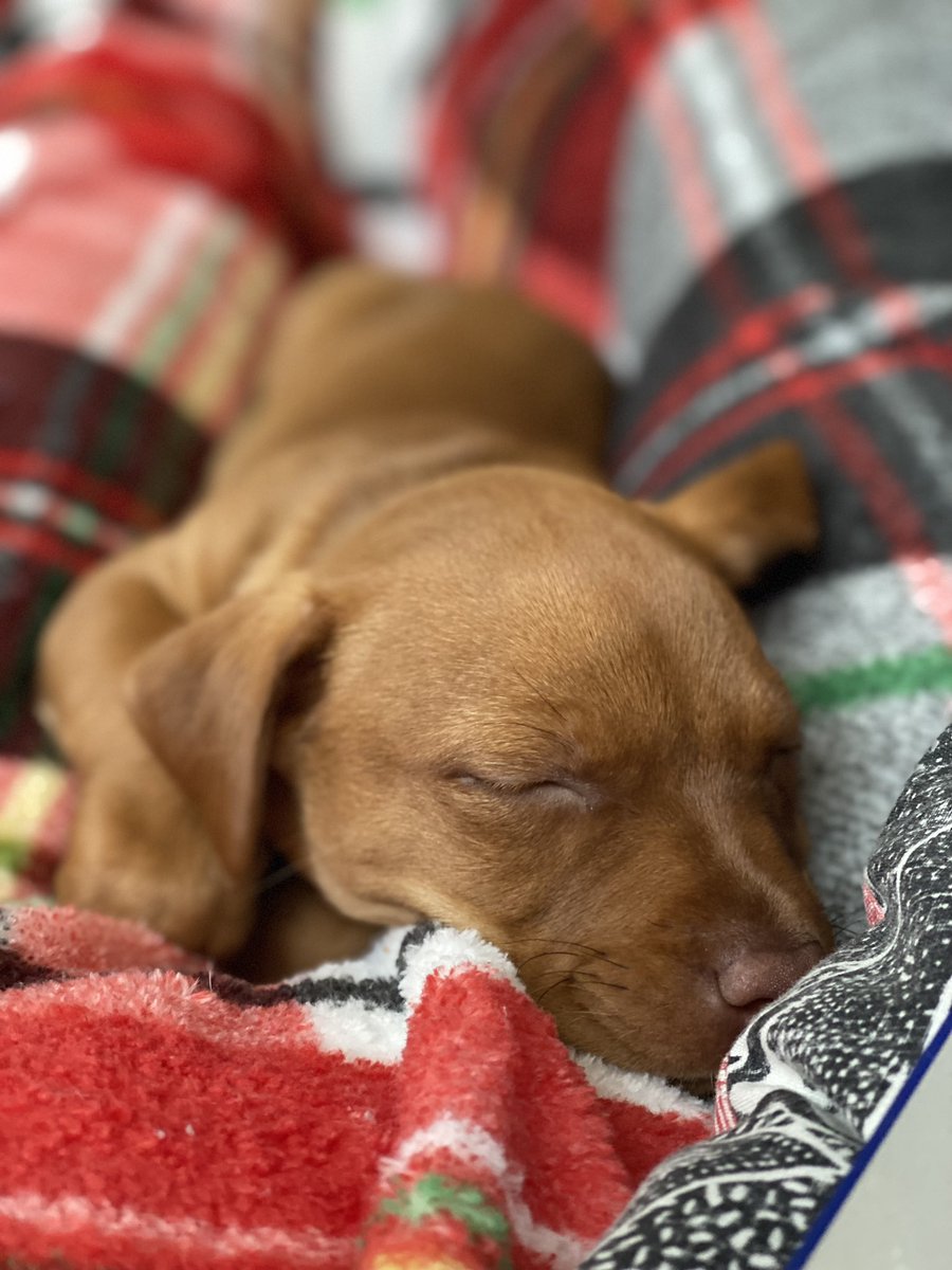 Levi Hastings tweet media