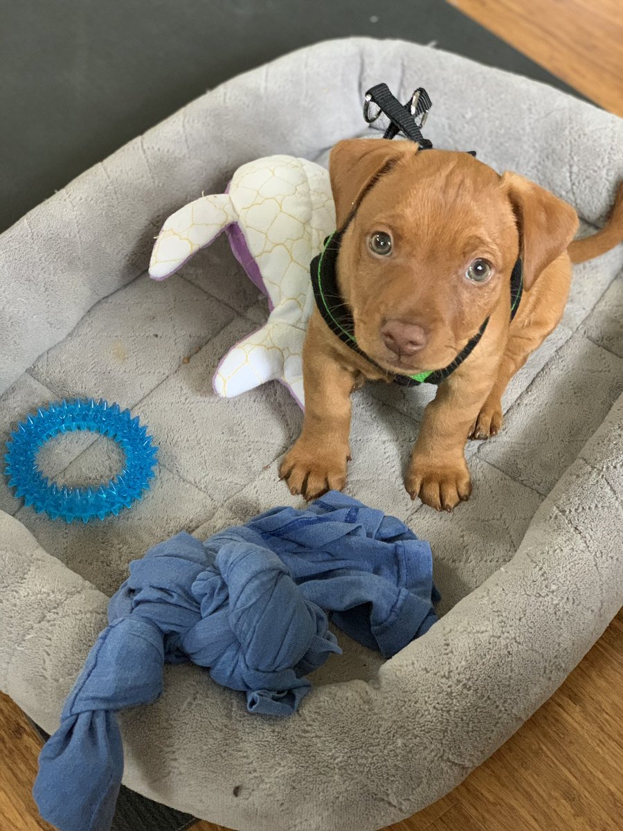 Levi Hastings tweet media