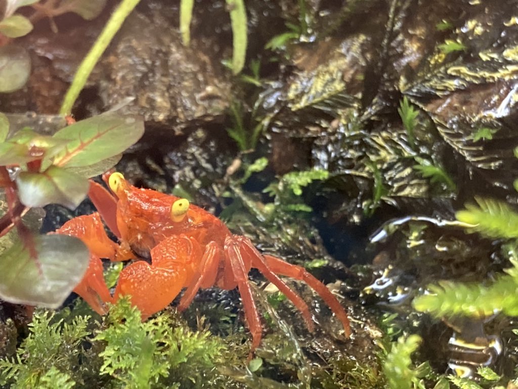 日本初の カニ バンパイア クラブ 約2cm 1匹 淡水カニ祭り Shipsctc Org