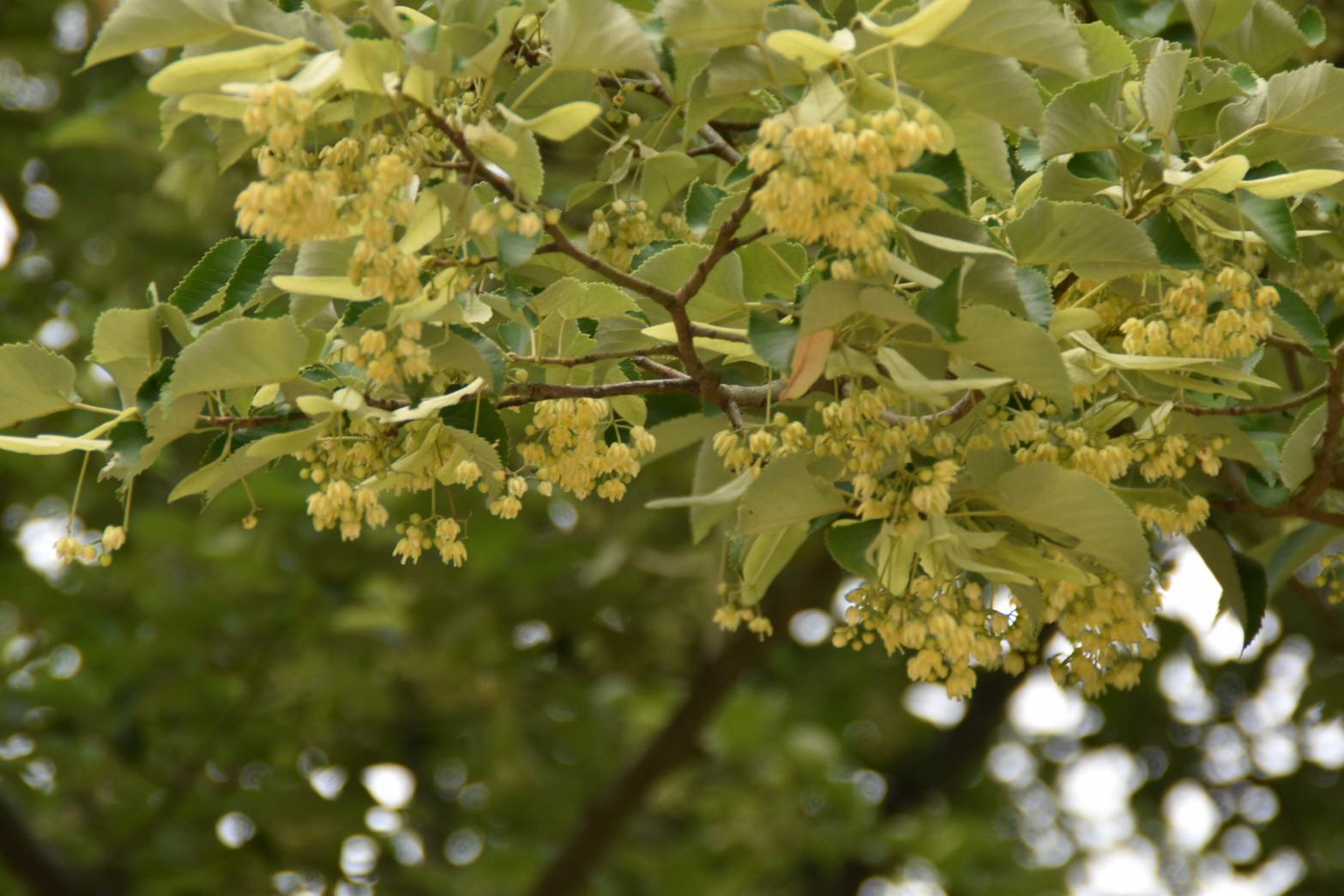 うどん県 四国霊場第85番札所の八栗寺でボダイジュ 菩提樹 の花が見ごろです ハート型の葉の下に 淡い黄色の可愛らしい花 を咲かせ 甘い香りを漂わせています ボダイジュ 菩提樹 はお釈迦さまがその下で悟りを開いたとされる聖木です 霊場参拝と