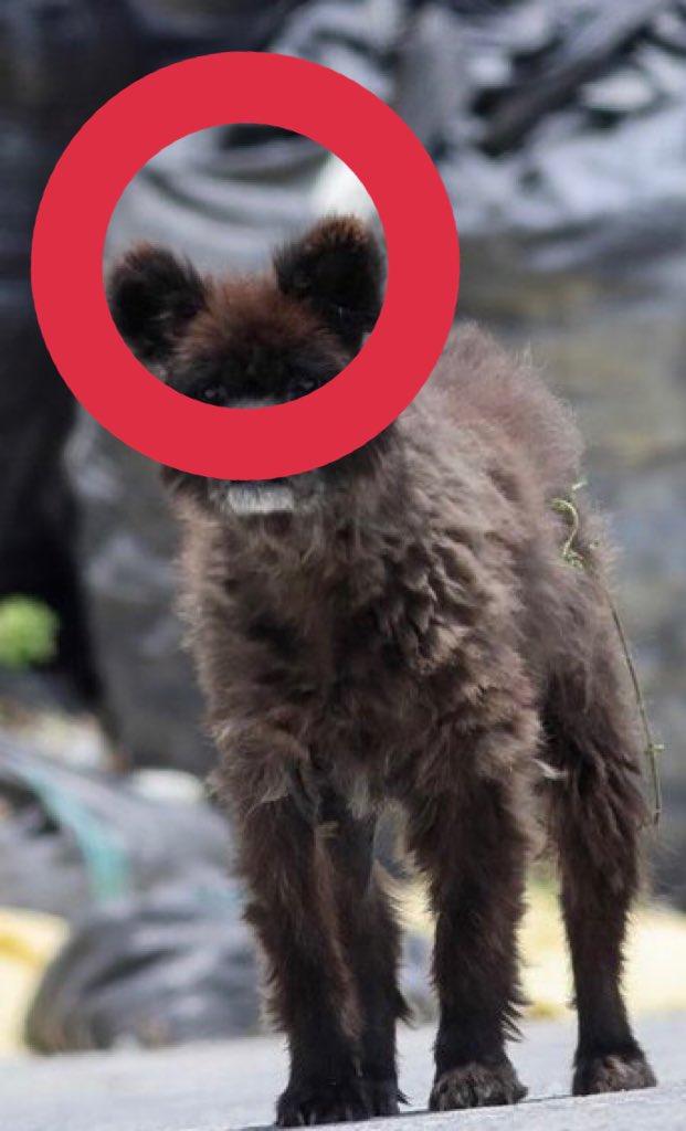 正体判明 福島県の路上で発見されたumaのような奇妙な動物 これは一体何 犬なのか熊なのか で意見割れる 追記あり Togetter