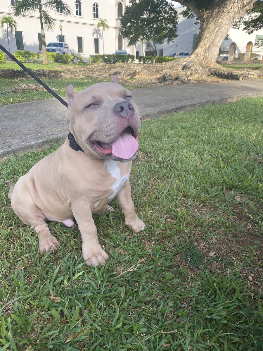 audrielincs's tweet photo. Photo dump of my baby doggy #Lifewithtrunks https://t.co/GIQE5yeRn0