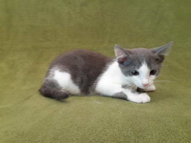 RT @CutePetsLA: Hi! My name is Jenny and I am an unaltered female, gray and white Dom… https://t.co/3gmNm8bMMN https://t.co/1Y7bR2gwoE