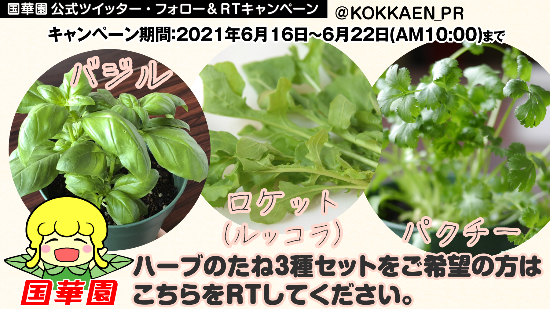 株 国華園 公式 ハーブのたね3種セットご希望の方はこちらもrt バジル ロケット ルッコラ パクチー 人気の３種類をチョイスしました T Co Sdhykgcyxp Twitter