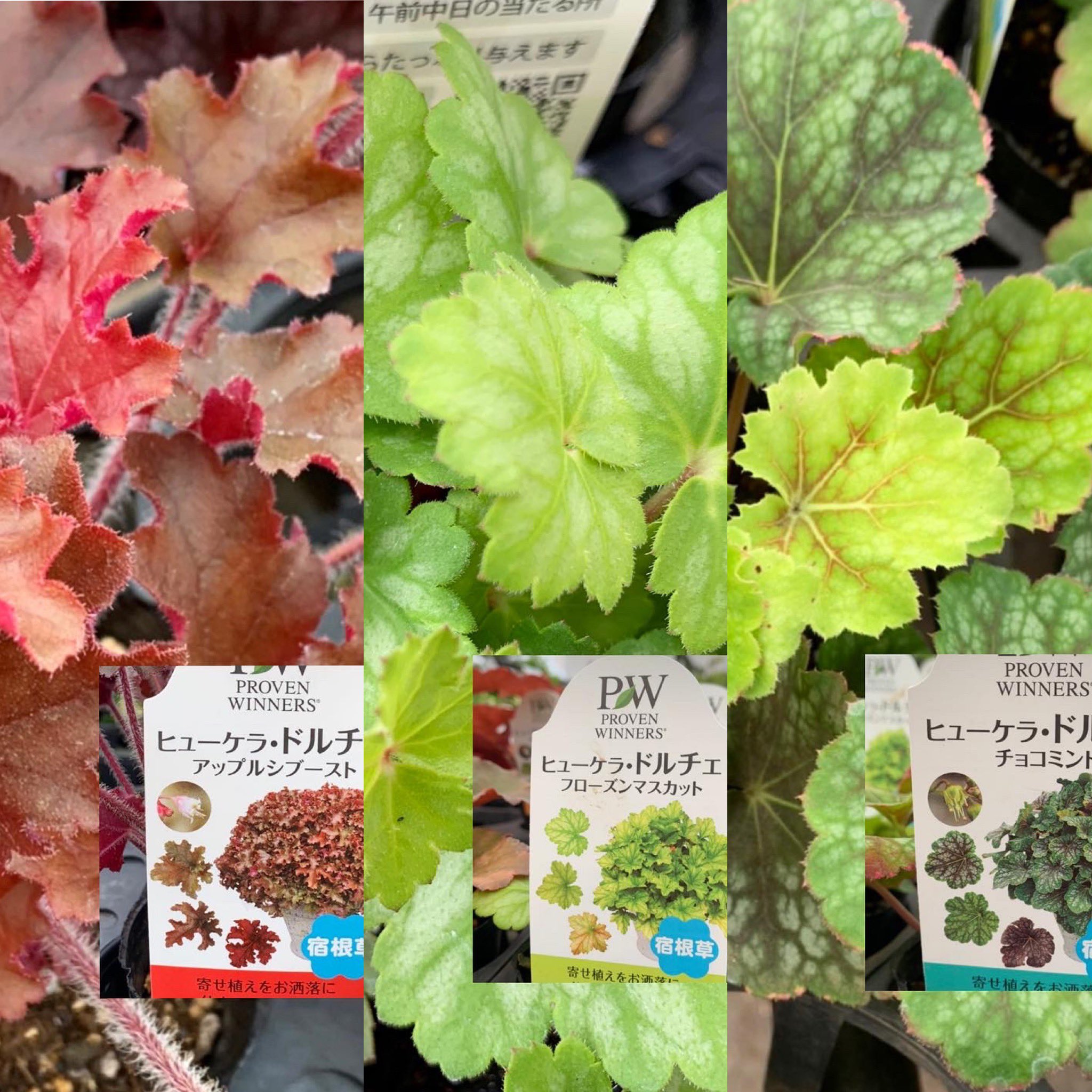 東京花壇 ヒューケラ入荷しました 店頭にてご覧ください 種類によって品切れのの場合もございますので ご了承ください 営業時間 10 00 18 00 ヒューケラ ヒューケラドルチェ Pw 東京花壇 園芸店 花屋 花屋さん 花 花苗 ガーデニング