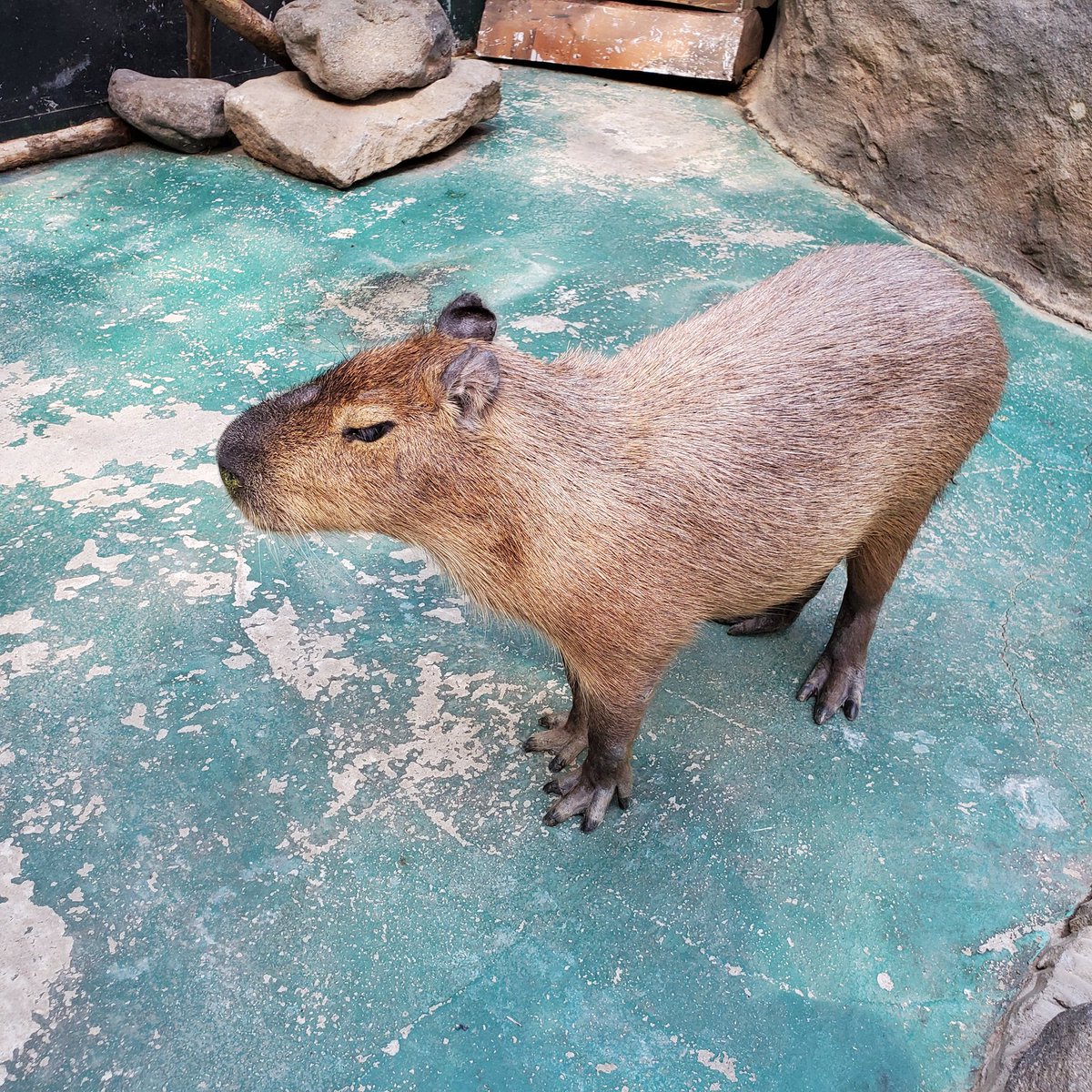 ぼん オサワリ動物園ラスト カピバラさん ガピパラさん どっちだっけ ﾜｽﾚﾀ 繋がれた猿さん 何か可哀想な気がした ｳｷｰ そして私もいました ﾖｯ ノースサファリサッポロ