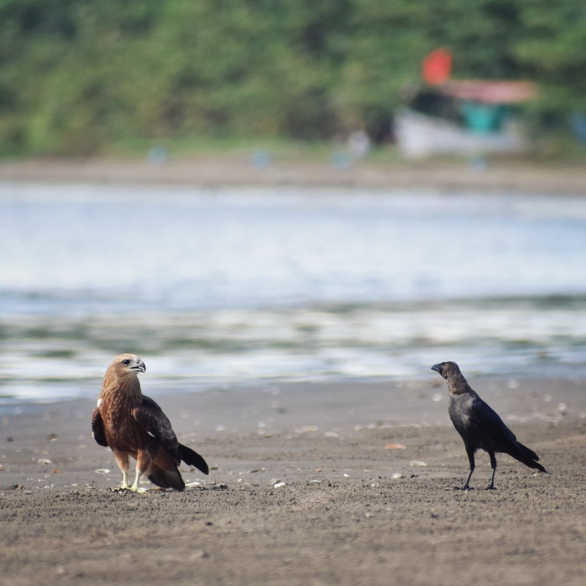 𝑷𝒆𝒂𝒄𝒆, 𝒍𝒐𝒗𝒆 𝒂𝒏𝒅 𝒔𝒂𝒏𝒅𝒚 𝒇𝒆𝒆𝒕 💚

#beachday #IndiAves #Luv4birds #birdwatching #goa