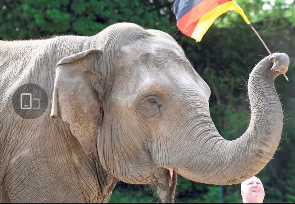 CGTN_Sports's tweet photo. Germany’s 41-year old elephant Yashoda to predict the result of a game between Germany and France on June 15. https://t.co/FcF8ElCxoi