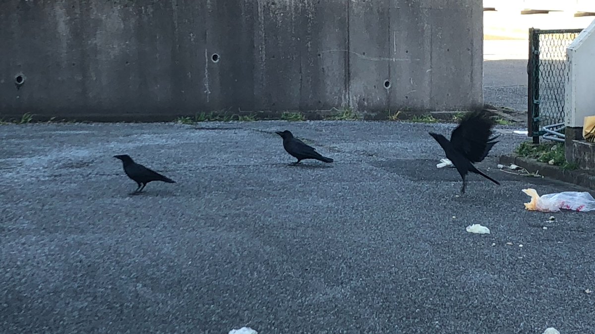 カラス駆除 Twitter Search Twitter