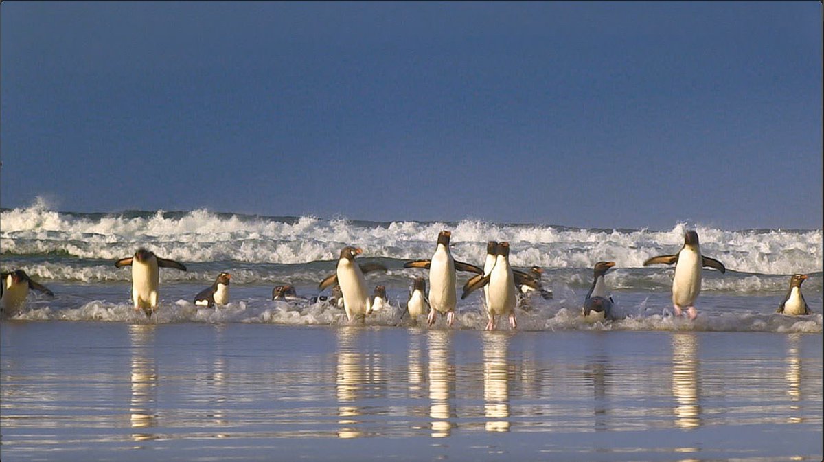 今夜8時 世界のありえない映像大賞 大好きな犬にハグをする犬 攻撃的な性格のミナミイワトビペンギンの生態 スリルに満ちた映像 21 06 06 福島テレビ Ftv 福テレ ツイッター情報