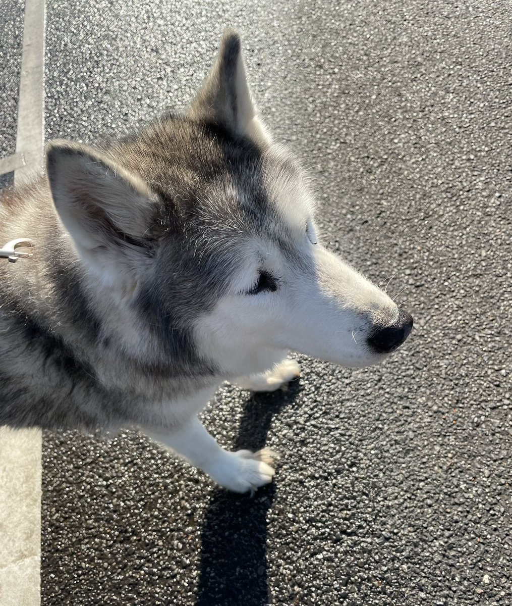 Jasper, superdog, guaranteed to lift the spirits! I look forward to our daily excursions and I think Jasper does too #husky #myneighboursdog #magnificent #walkingtherapy #superdog