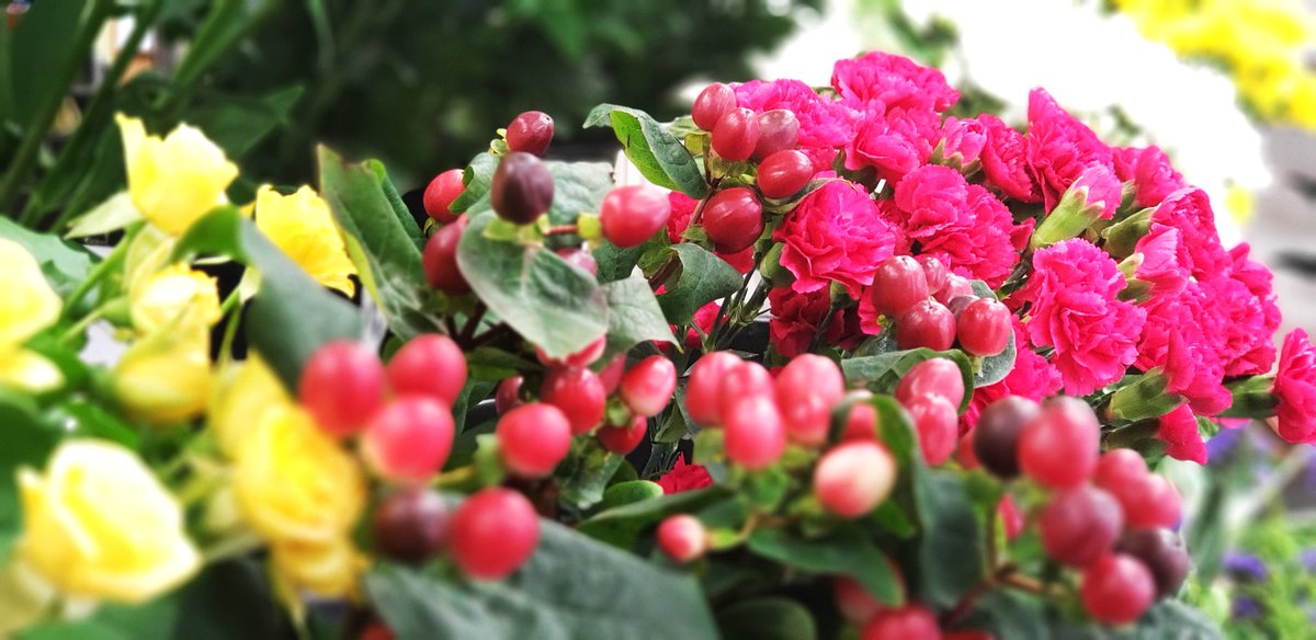 坂下園 フラワーショップ Sakashitaflower Twitter 坂下園 フラワーショップ Sakashitaflower Twitter