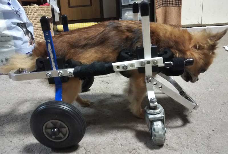 犬の車いす 犬の車いす