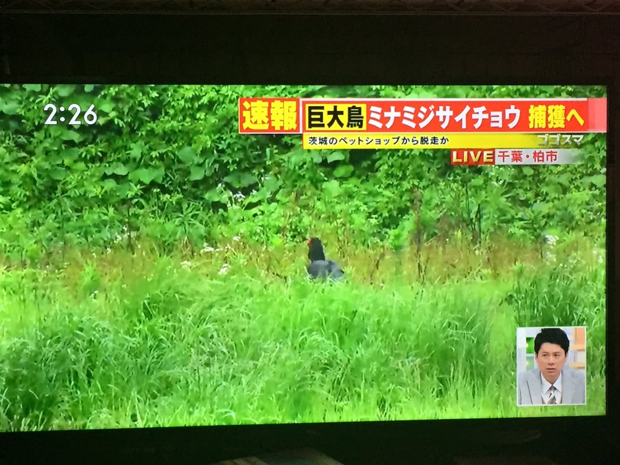 千葉県で脱走した ﾐﾅﾐｼﾞｻｲﾁｮｳ が無事に保護された 販売店はどこ 値段はいくら トレンド情報発信部