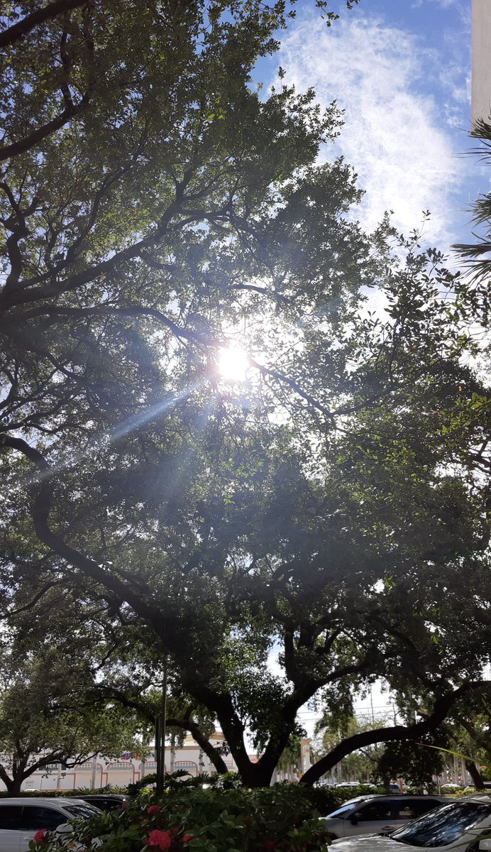 KatKatButterfly's tweet photo. When a mean doctor makes you cry, go outside

Look at the trees...

Take in their wonder and allow surprise at how quickly and kindly they pick you up #MentalHealthAwareness #BackIntoNature #TreesGiveLife https://t.co/b8cZ5cap0e