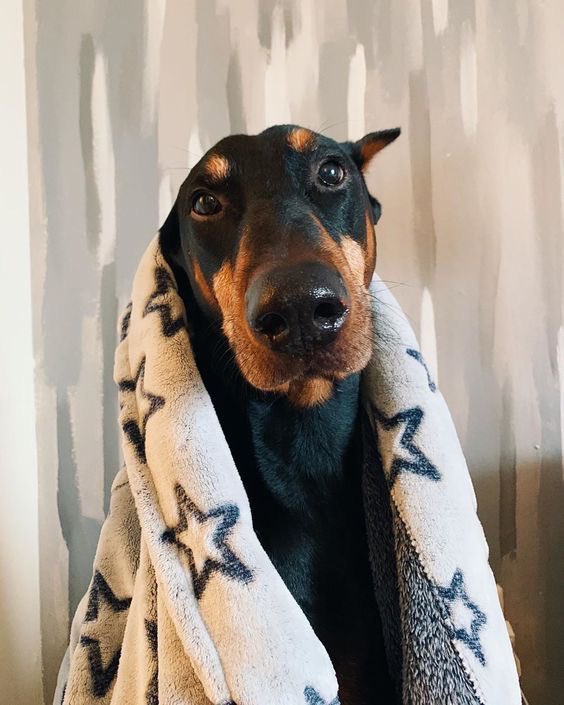 🐾🦴