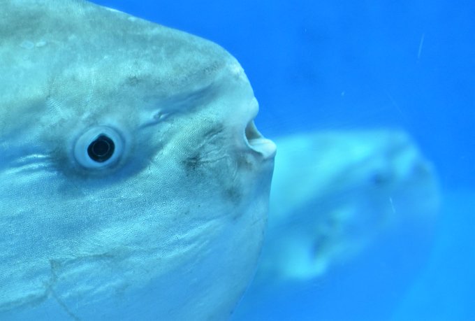 マンボウ 高画質 のtwitterイラスト検索結果