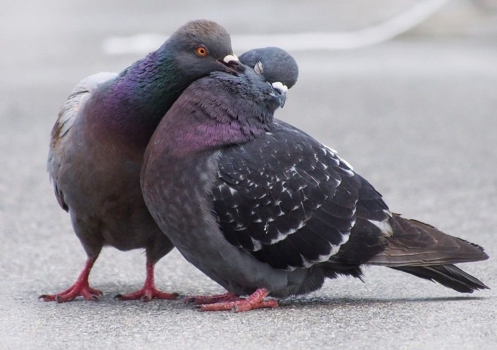 wr_39c's tweet photo. Pigeons are assigned to negative connotations such as disease, filth, and infestation; traits that are present in all animals including humans, when really they should be known for being extremely complex animals. #39canimals https://t.co/z1zt4dooBZ