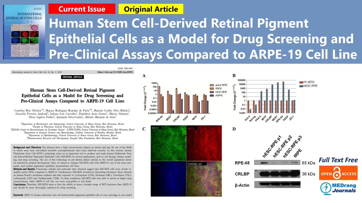 IntJStemCells's tweet photo. #Human_Stem_Cell_Derived_Retinal_Pigment_Epithelial_Cells as a Model for Drug Screening and Pre-Clinical Assays Compared to #ARPE19 Cell Line
https://t.co/lghTStKjhR
Int'l J of #Stem_Cells 2021;14
#In_vitro_toxicology #In_vitro_model Carolina Reis Oliveira, @ArmandoSCJr et al. https://t.co/8tpMW9iGrj