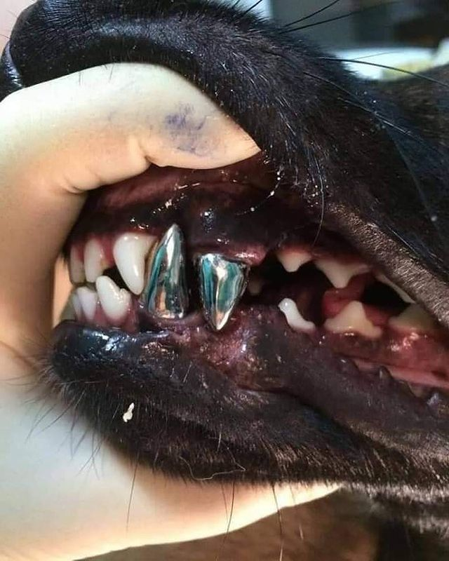 ARTIFAXING (@pedestrian) on Twitter photo 