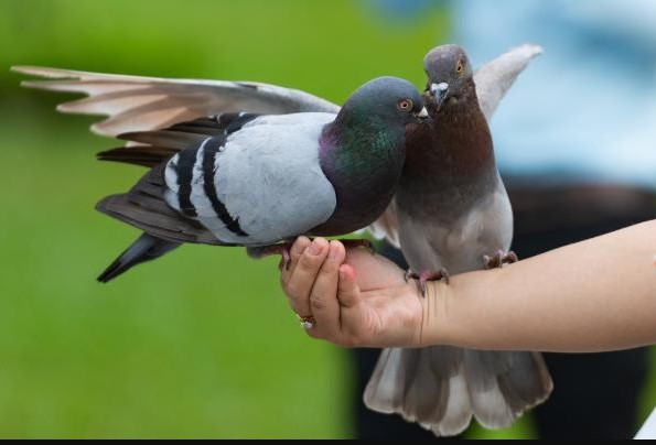 wr_39c's tweet photo. Instead of killing pigeons, an alternative, more humane method of population control cities can implement is an avian birth control called OvoControl. #39canimals https://t.co/bZm7Iwxgog
