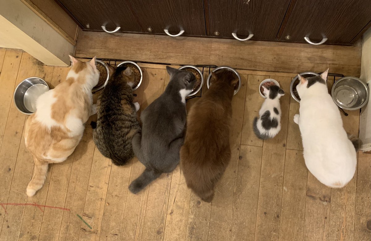 1人ではご飯を食べなかった子猫さん 大人と一緒だと食べるように 並んだ背中が可愛すぎる 子ども扱いが嫌だったのかも Togetter 1人ではご飯を食べなかった子猫さん 大人と一緒だと食べるように 並んだ背中が可愛すぎる 子ども扱いが嫌だったのかも Togetter