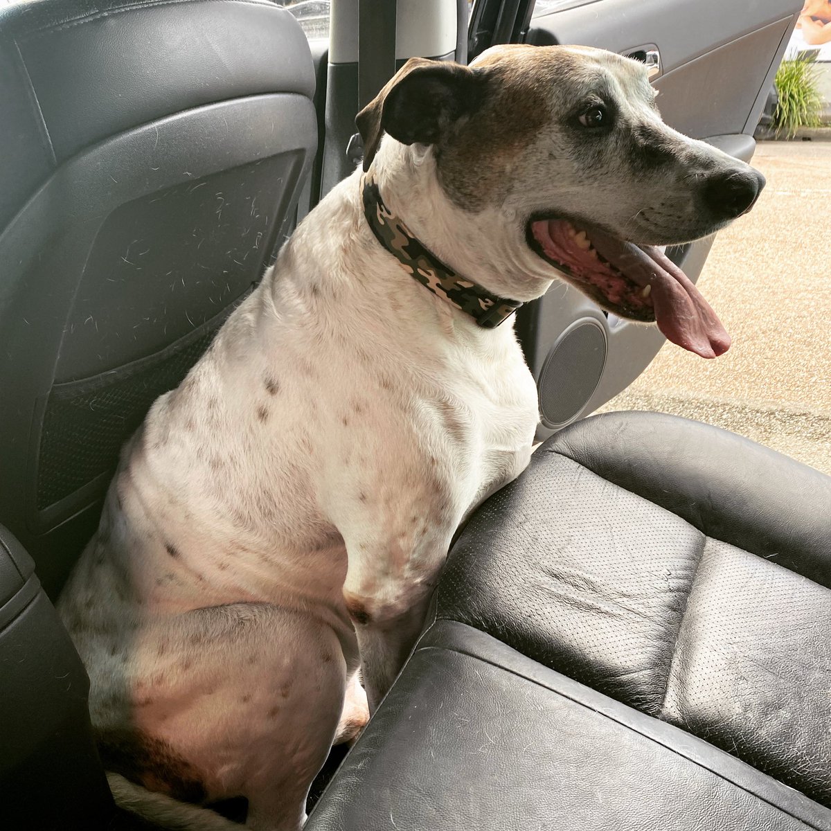 efficentnotlazy's tweet photo. Another “successful” trip for Sam to Cardiff Vet Hospital. We very nearly got out of the car this time and somehow ended up on the floor 🤷🏻♂️. Massive thank you to Dr Debra and all the team for your patience with our anxious lad. On the plus side, he’s healing well #CardiffVets https://t.co/02HG1YtR5w