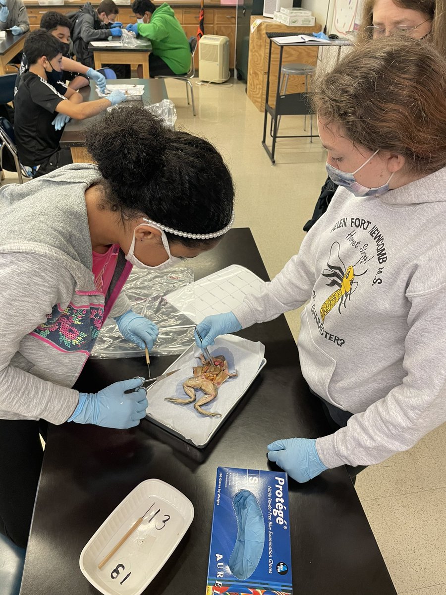 Our <a href="/helenfortschool/">HFMS</a> 7th grade Science teachers provided an excellent learning experience today w/ frog dissection. Learners were  highly engaged...and surprisingly not very hungry for lunch. Excellent job <a href="/scmitchell46/">Scott Mitchell</a> <a href="/MsHarmon44/">Stephanie Harmon</a> <a href="/HirshMerri/">Merri Hirsh</a> &amp; Mr. Richardson!