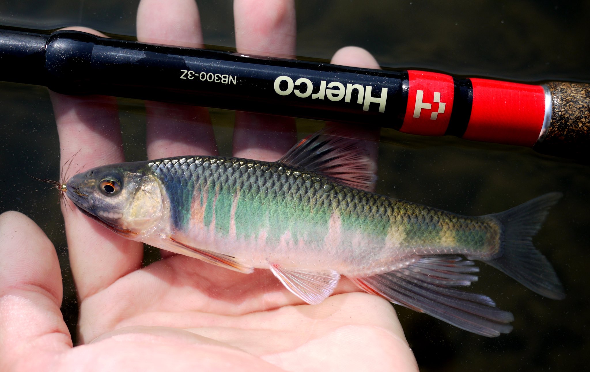 ワタカ Twitter Search Twitter