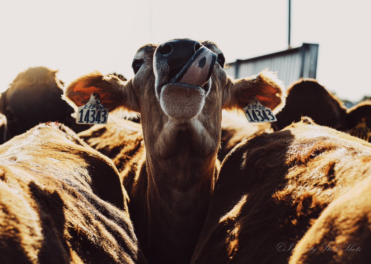MandyCottrell's tweet photo. I don’t know what it is... but I’m pretty sure if I was a cow I would be a Jersey. Just a feeling. https://t.co/c2WDQt2RgT