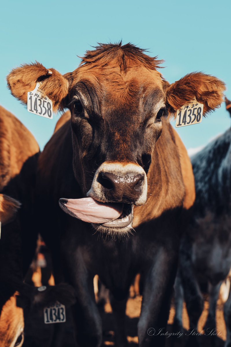 MandyCottrell's tweet photo. I don’t know what it is... but I’m pretty sure if I was a cow I would be a Jersey. Just a feeling. https://t.co/c2WDQt2RgT