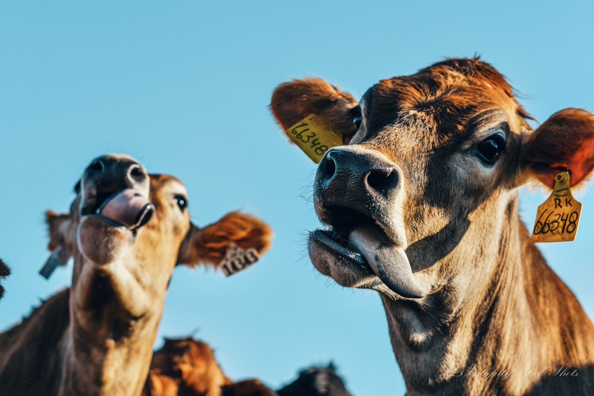 MandyCottrell's tweet photo. I don’t know what it is... but I’m pretty sure if I was a cow I would be a Jersey. Just a feeling. https://t.co/c2WDQt2RgT