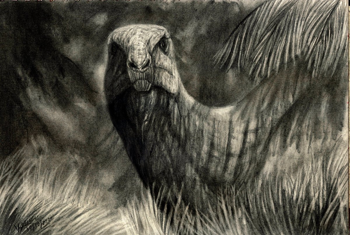 vasisamudradevi's tweet photo. #MorrisonWeek I guessss with something OLD af of Camptosaurus because uhhh...I have hardly any art tools, my charcoal is reduced to inch-long stubs, and I have no more sketchbooks or even paint and it's travel restriction hours 🥴🙏🏾 https://t.co/viNbtnxTbu