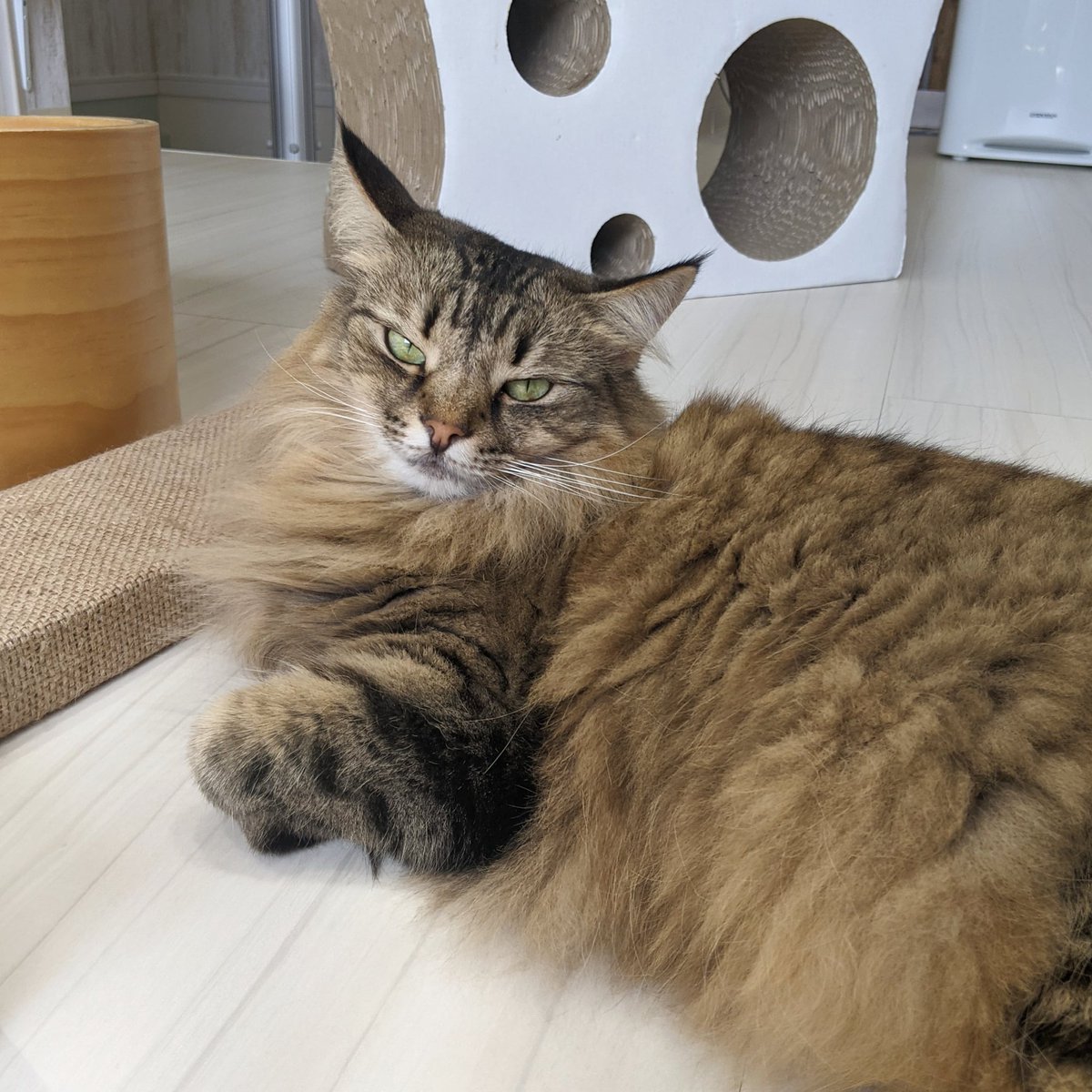 猫カフェ リプミィ Catcafelipmy Twitter