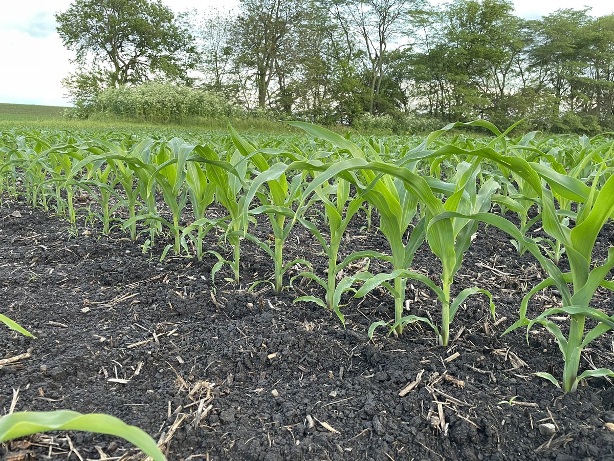 JDCodyK's tweet image. Love looking at the crops after a two day soaking rain #ohwx @ChannelOhio @ChannelSeed @channelcss