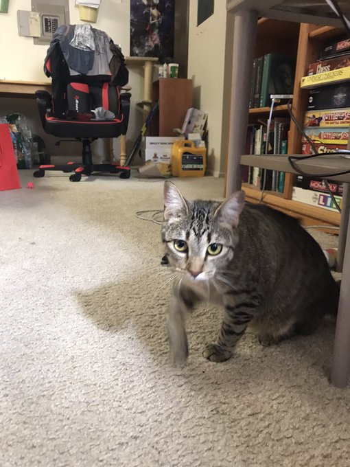 I got a new kitty 😊 meet Bella https://t.co/HWaMhBDCIx<a href="/tag/newprofilepic"class="tags"><span>#newprofilepic</span></a>