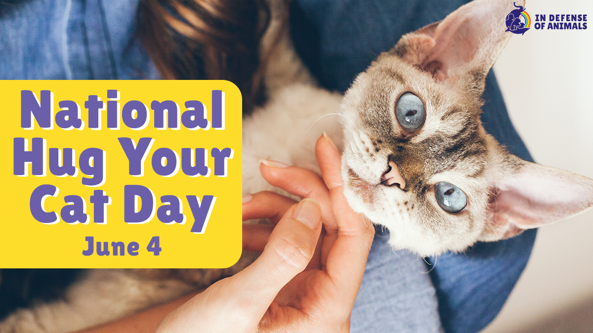 In Defense Of Animals tweet media