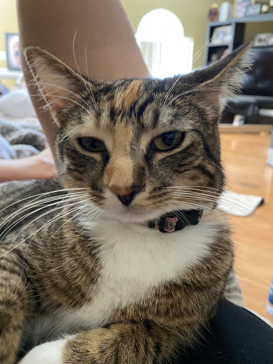 ucftweet's tweet image. Don't miss your chance of claiming free stocks! Sign up, open an account and make your first deposit and get 2 free stocks! act.webull.com/ne/GaBRtKgcsjc…