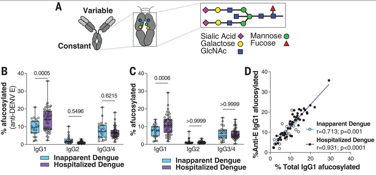 mmw_lmw's tweet photo. Secondary #Dengue_Infection | Antibody fucosylation predicts disease severity | Jeff Ravetch @RockefellerUniv @ScienceMagazine https://t.co/JMPlID4m84 https://t.co/fGvmUtEU1x
