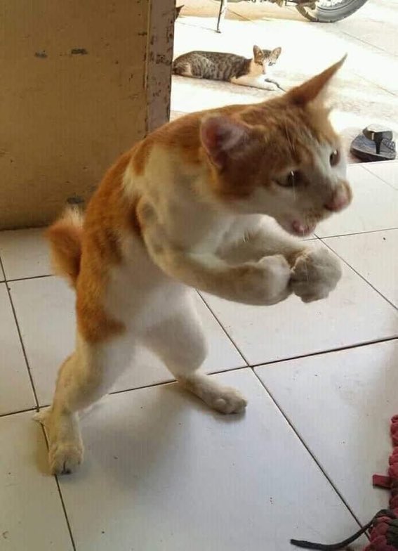 BIGBABYSAMMY's tweet photo. “Put the meow mix in the fucking bowl Sara before I mink ya shit” 😭 https://t.co/dQXOn7Rjv1