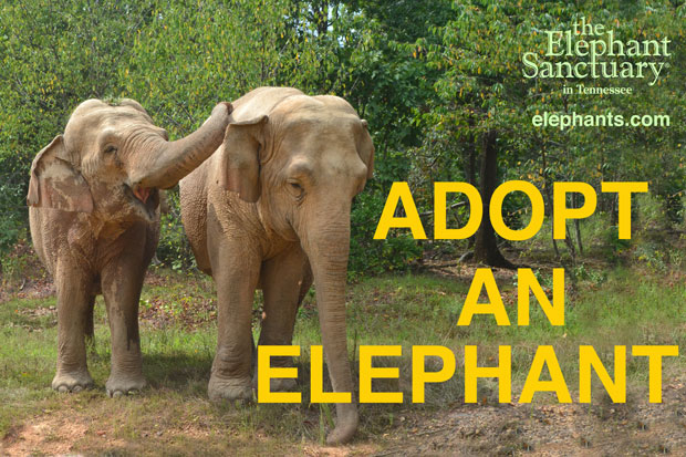 sunnyliusunny39's tweet photo. "Other than using social media to raise awareness for elephant poaching issues, people can also donate in elephant related organizations and shop at elephant friendly-business..."
#39canimals https://t.co/ui43QIOC7m