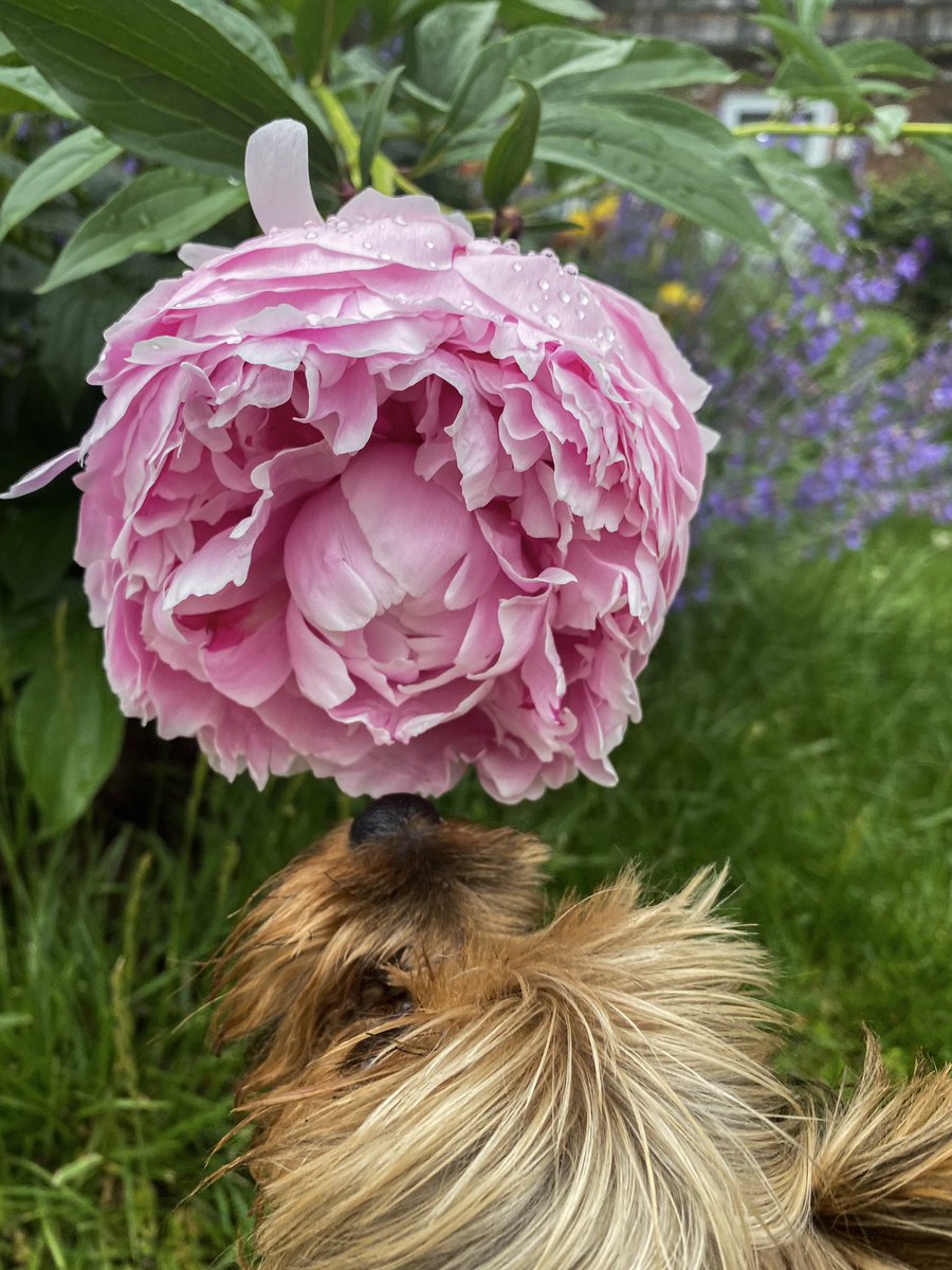 🌸 so much gratitude 🌸