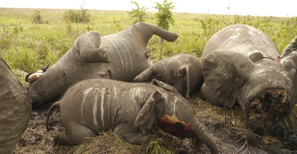 Anthony56905574's tweet photo. #39canimals "These problems consisted of habitat loss, urbanization from human population growth and also poaching. Poaching is a major reason why elephant populations have been decreasing. Their lack of protection and safety  measures against humans is slim to none..." https://t.co/1tCvwGDp3I