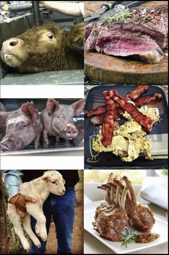 Charlot01499690's tweet photo. @IOHK_Charles Funny idea of #love and #passion #culture is never an excuse for #ExtremeCruelty #LearnToEvolve WE ARE NOT CAVEMEN ANY MORE and yet we have only invented more and more #evil ways to #AbuseAnimals #YouTooCanStopStuffingYourSoftFatBellyWithTorturedFlesh https://t.co/cQ6fHkupyw
