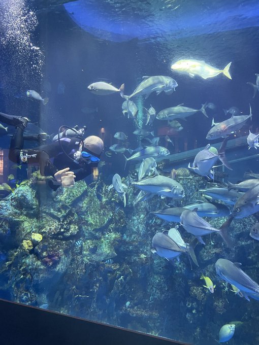 鳥羽水族館のtwitterイラスト検索結果
