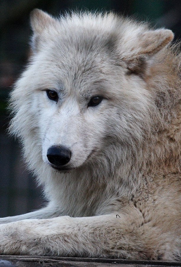 HourlyWolves presents: