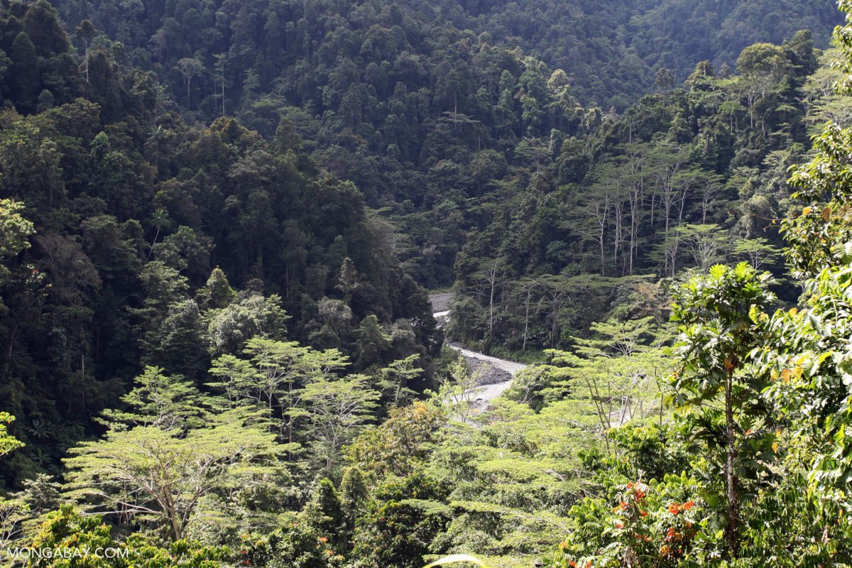AidaGreenbury's tweet photo. Congratulations! The local government in Indonesia’s West Papua province has revoked permits for 12 oil palm concessions that cover an area twice the size of Los Angeles. Via @mongabay 
https://t.co/mHVtYmONxP Now it’s our shared responsibility to protect the forests. https://t.co/FbbSW8HIEE