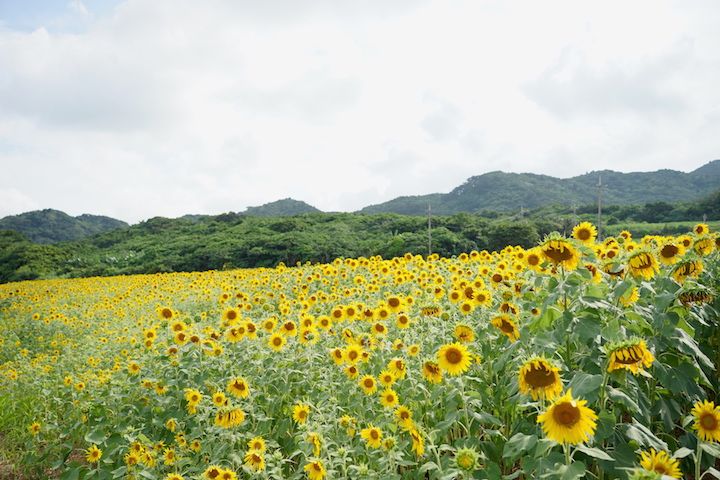 沖縄clip على تويتر 石垣島ではいま 島内にいくつものひまわり畑が出現しています 育てられているひまわりは サトウキビ収穫後の畑の赤土の海への流出を防ぐ役割を担っています 沖縄clipフォトライター 笹本真純 沖縄を知りたい人はこちら T Co