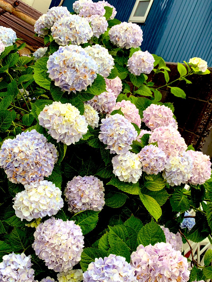 紫陽花 X 梅雨 Hotワード